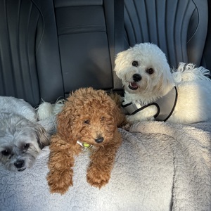 Fundraising Page: Dixie McNamara